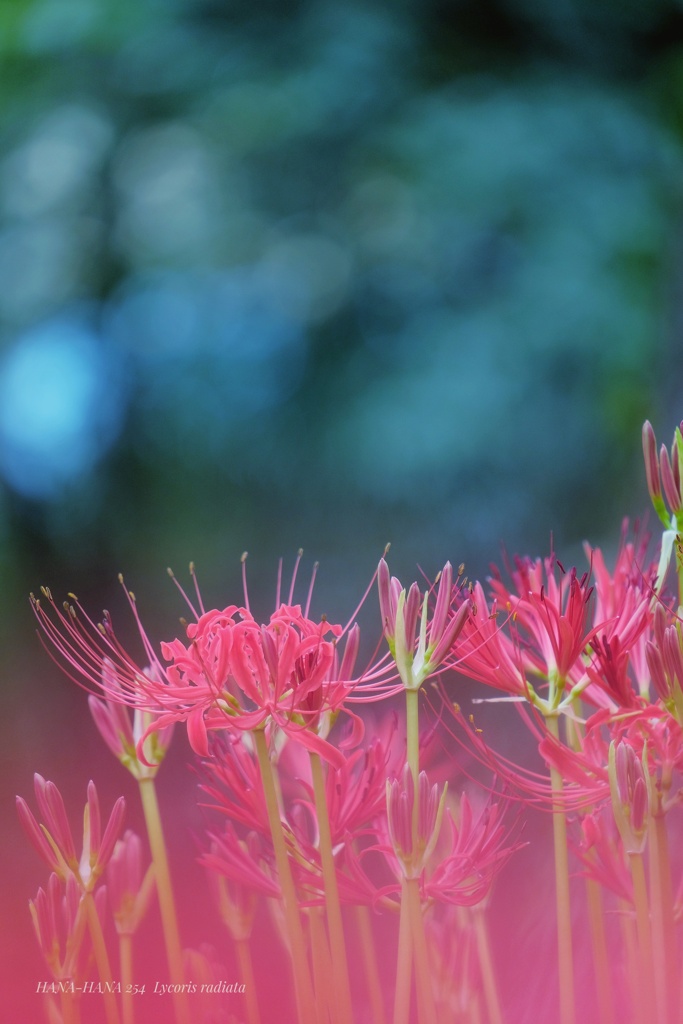 HANA-HANA 254  Lycoris radiata