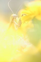 (ご注意ください) カマキリ悪いやつ