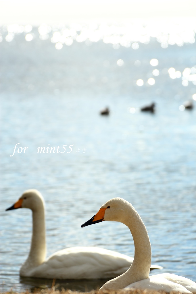 mint55さまへ
