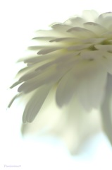 HANA・HANA 16 (marguerite)