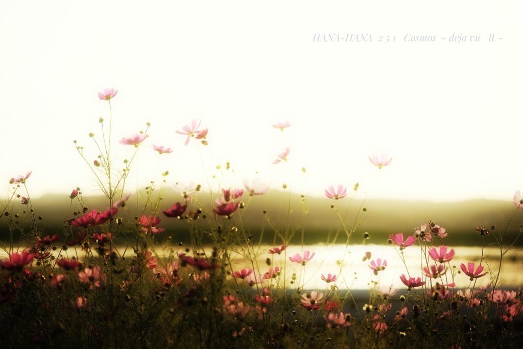 HANA-HANA  251   Cosmos  - deja vu Ⅱ -