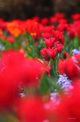 HANA・HANA 39 (Tulip)
