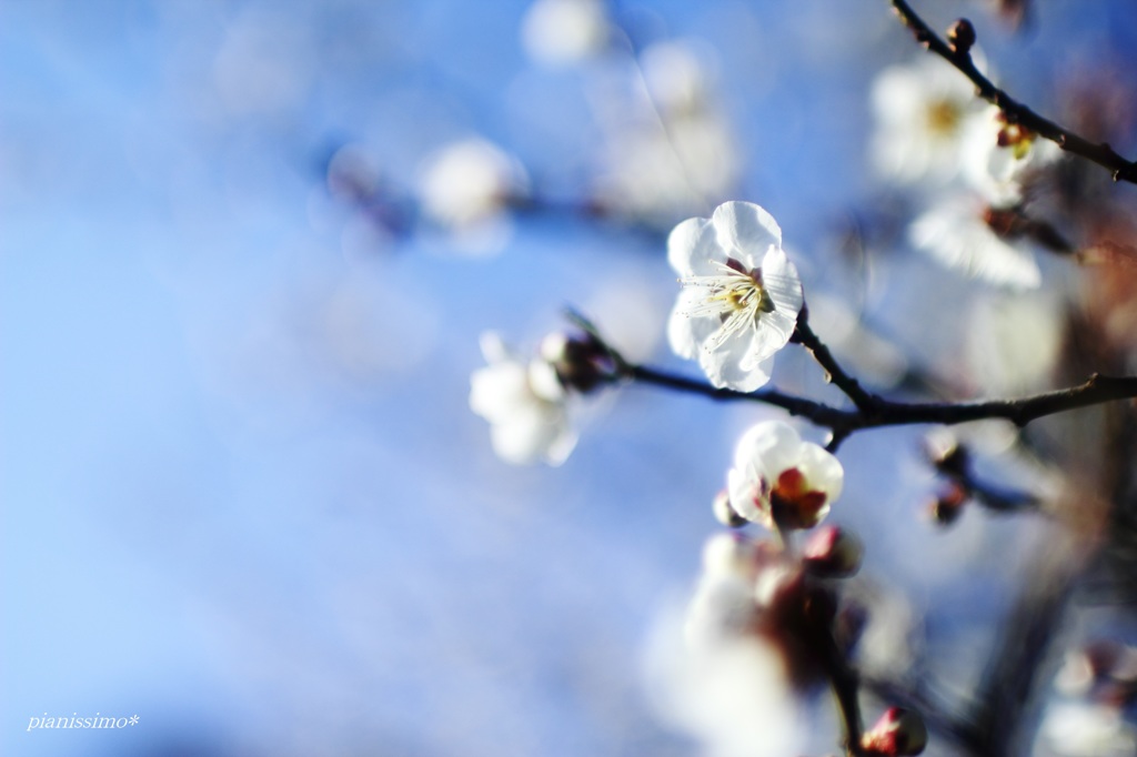 HANA・HANA 17 (ume)