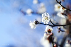 HANA・HANA 17 (ume)