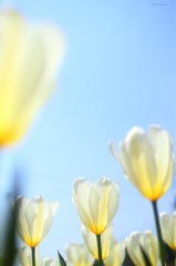 HANA・HANA 41 (Tulip)