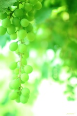 家のMuscat