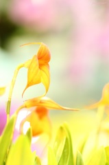 HANA・HANA 9 (orch!d)