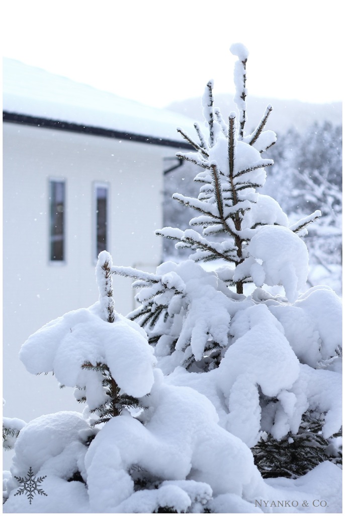 雪とトウヒ