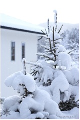 雪とトウヒ