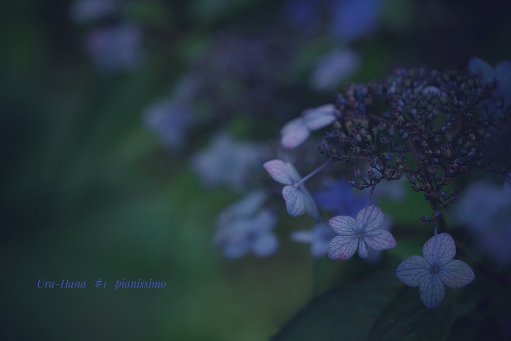 Ura-Hana  ♯1   Hydrangea