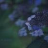 Ura-Hana  ♯1   Hydrangea