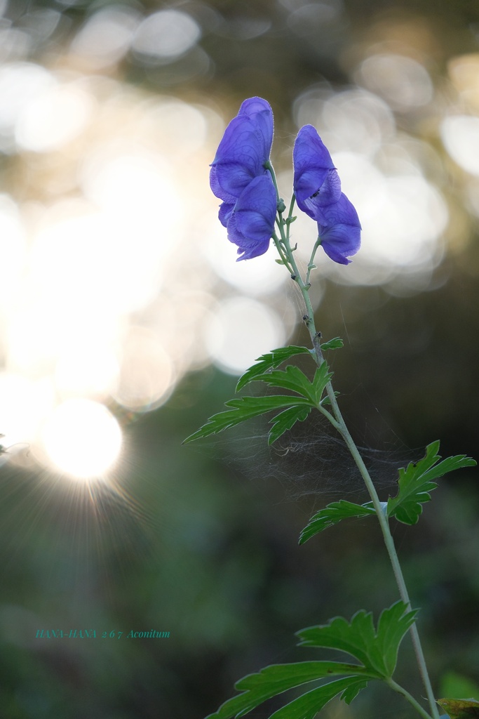 HANA-HANA 266 Aconitum