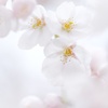 HANA-HANA  276  sakura-saku