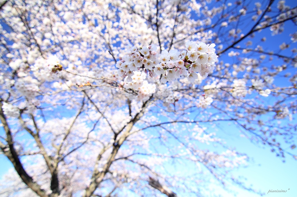 HANA・HANA 23 (sakura・saku)