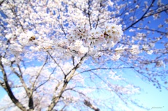 HANA・HANA 23 (sakura・saku)