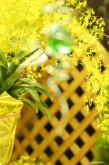 HANA・HANA 5 (Oncidium)