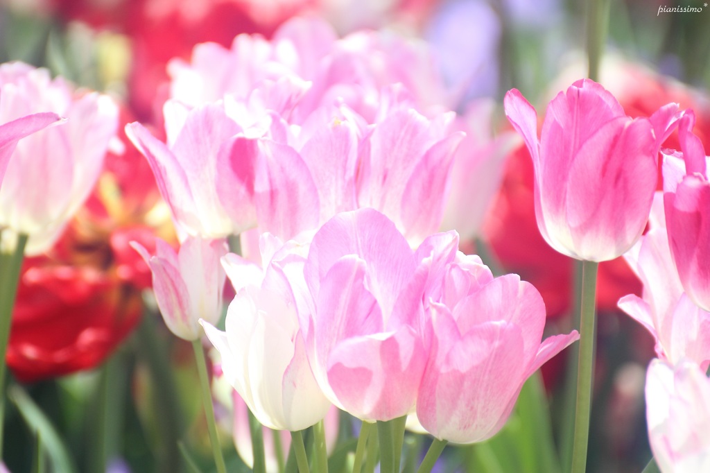 HANA・HANA 49 (Tulip - mahiru-no-hikari)