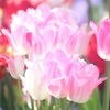 HANA・HANA 49 (Tulip - mahiru-no-hikari)
