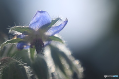 HANA・HANA 131 (Borago)