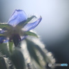 HANA・HANA 131 (Borago)