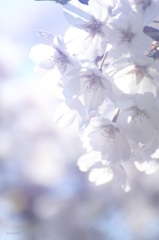 HANA・HANA 33 (sakura・madoromi)