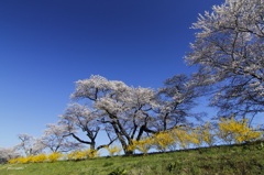 HANA・HANA 24 (sakura・saku)
