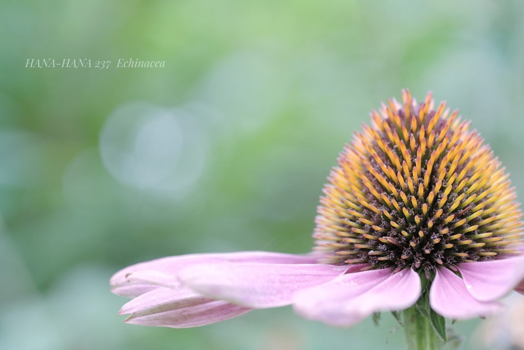 HANA-HANA 237  Echinacea