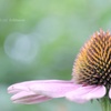 HANA-HANA 237  Echinacea