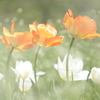 HANA-HANA  165   Tulip  - LULLABY -