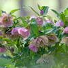 HANA-HANA  163  Christmas rose