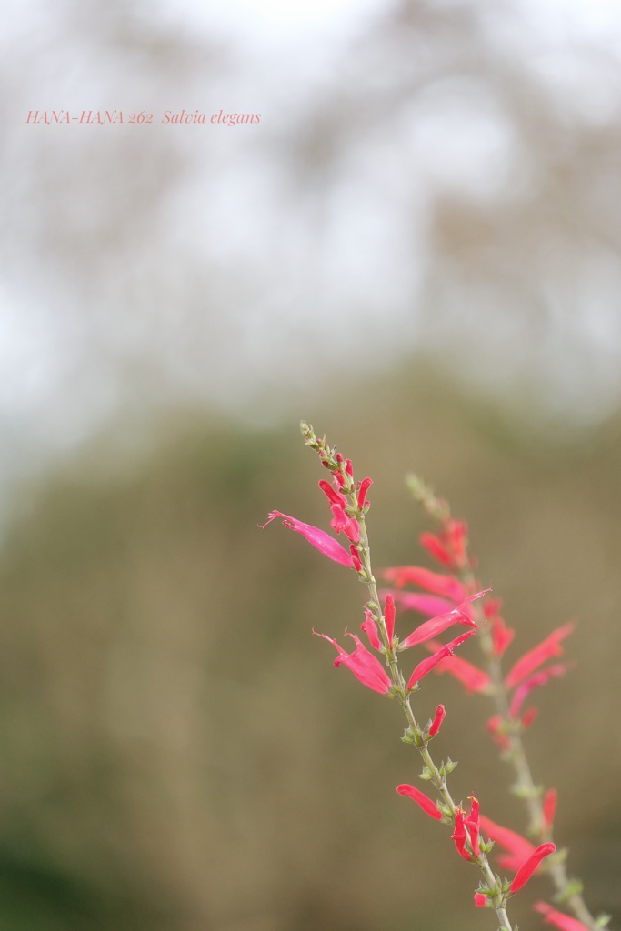HANA-HANA 262  Salvia elegans