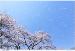 桜吹雪