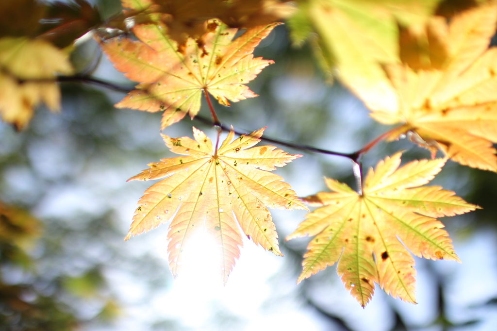 東北・栗駒山　紅葉便り　3