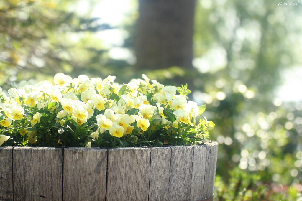 HANA・HANA 44 (pansy)