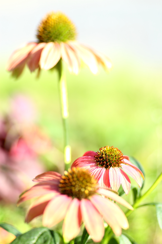 HANA・HANA 104 (Echinacea #3)