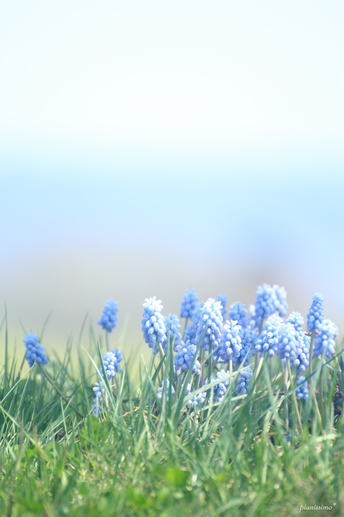 HANA・HANA 43 (muscari)