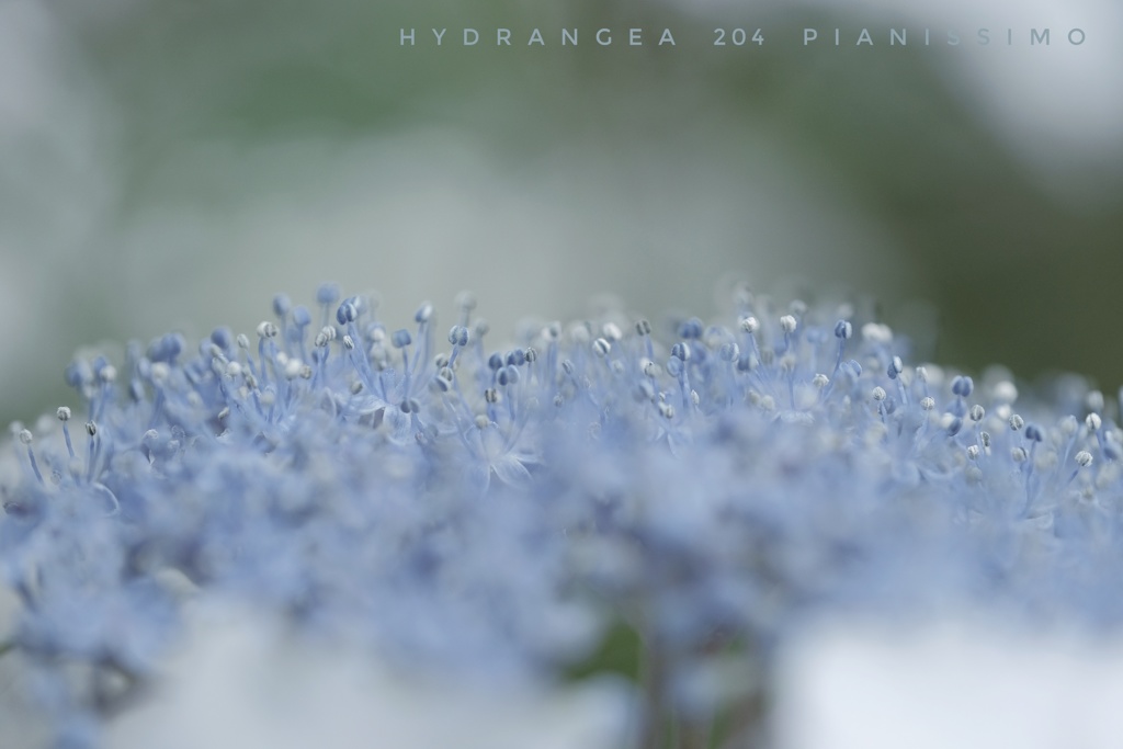 HANA-HANA 204  Hydrangea