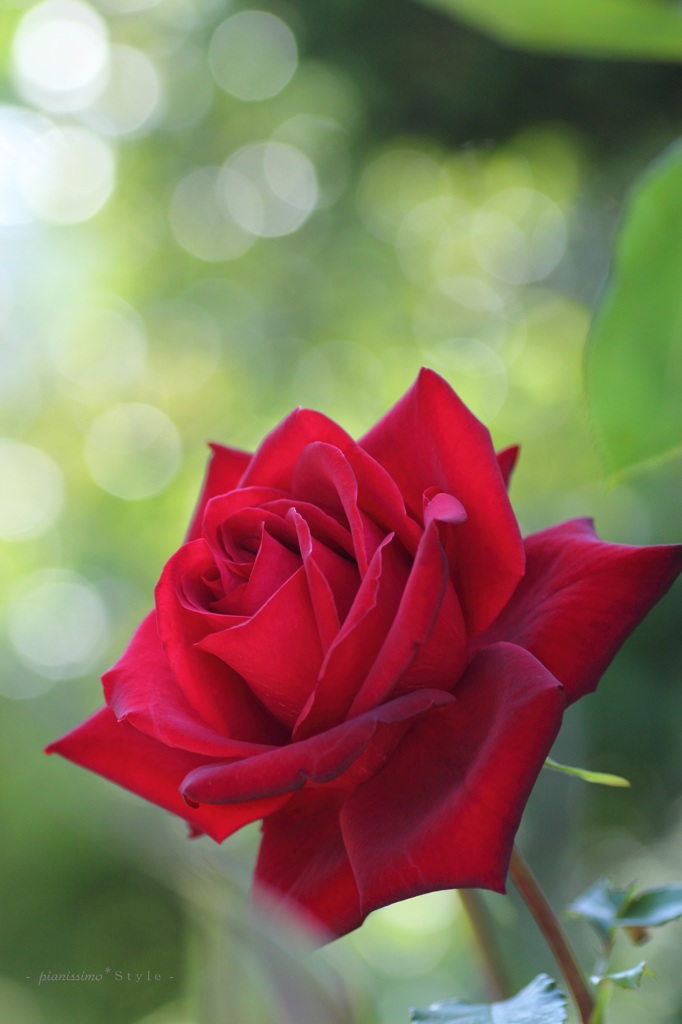 HANA・HANA 58 (Rose)