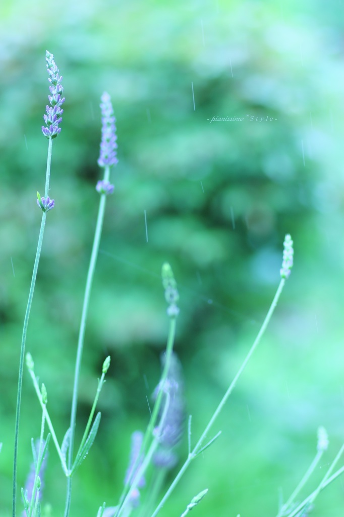 HANA・HANA 62 (Lavender・ame☂)