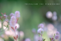 HANA-HANA   192   Trifolium