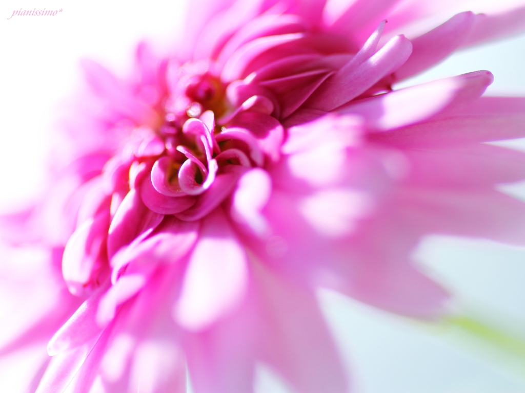 HANA・HANA 12❀　(marguerite)