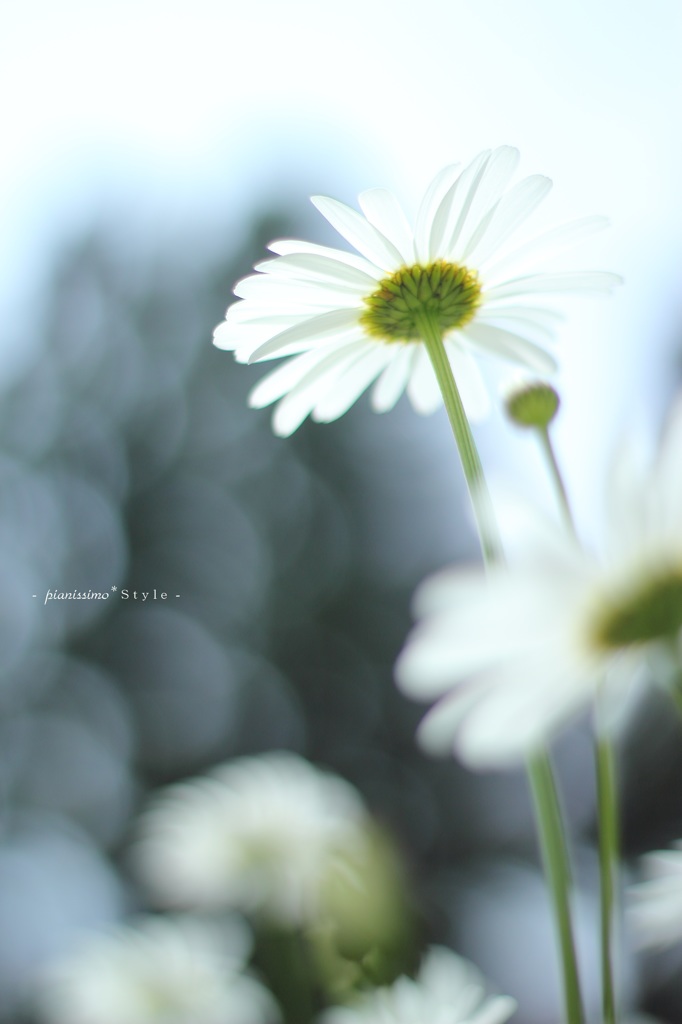 HANA・HANA 55 (marguerite)