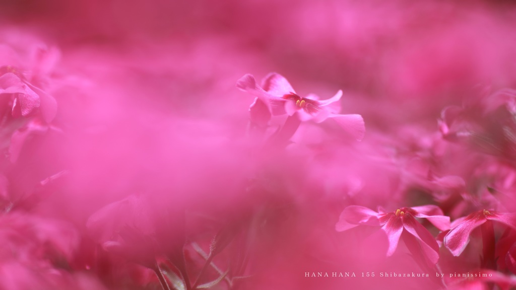 HANA・HANA 155 Shibazakura