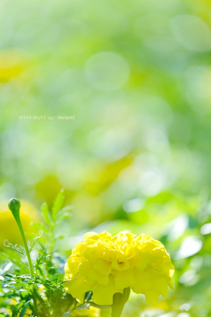 HANA-HANA 245  Marigold