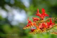 HANA-HANA 229  Crocosmia