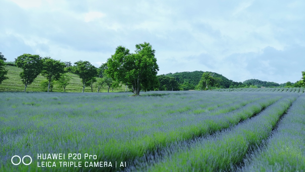 HANA-HANA  200  Lavender
