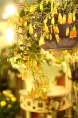 HANA・HANA 7 (Kalanchoe)