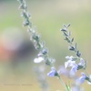 HANA-HANA 264  Salvia azurea