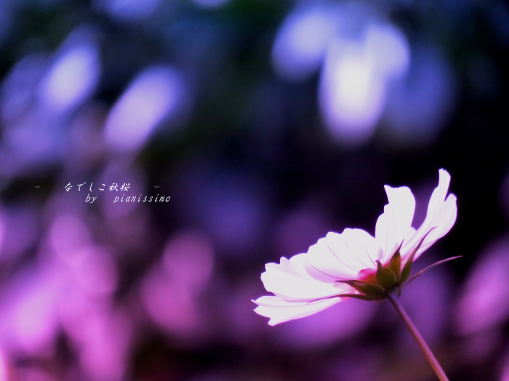 なでしこ秋桜