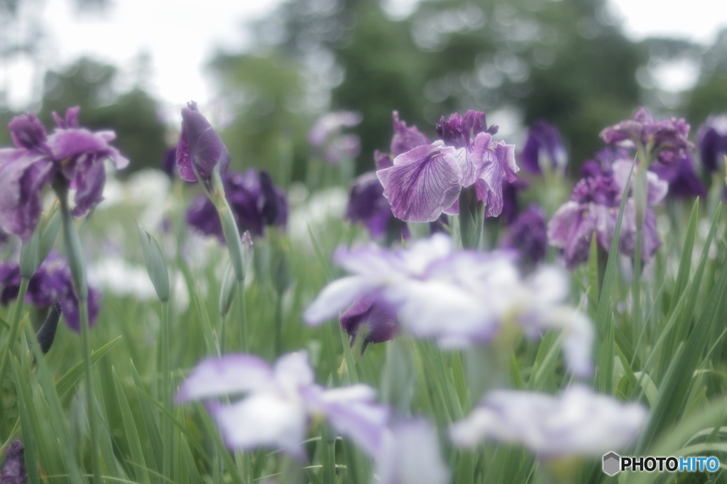まほろばの花